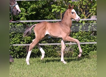 Deutsches Sportpferd, Hengst, Fohlen (05/2024), Schwarzbrauner