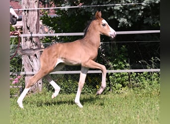 Deutsches Sportpferd, Hengst, Fohlen (05/2024), Schwarzbrauner