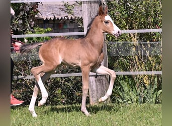 Deutsches Sportpferd, Hengst, Fohlen (05/2024), Schwarzbrauner