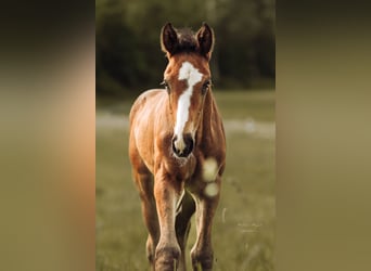 Deutsches Sportpferd, Hengst, Fohlen (04/2026), Schwarzbrauner