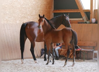 Deutsches Sportpferd, Hengst, Fohlen (01/2024)