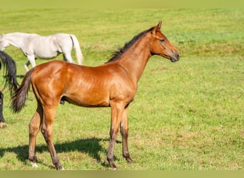 Deutsches Sportpferd, Hengst, Fohlen (01/2024)