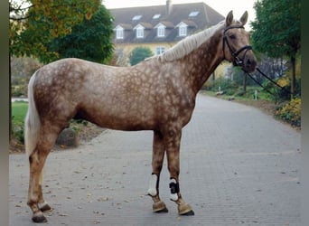Deutsches Sportpferd, Hengst, 14 Jahre, 170 cm, Palomino