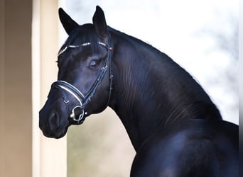 Deutsches Sportpferd, Hengst, 8 Jahre, 170 cm, Rappe
