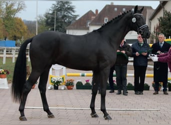Deutsches Sportpferd, Hengst, 9 Jahre, 170 cm, Rappe