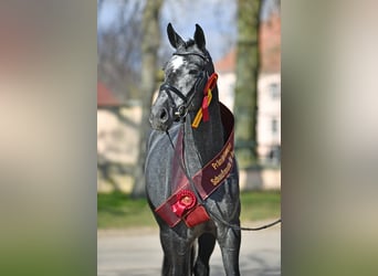 Deutsches Sportpferd, Hengst, 6 Jahre, 171 cm, Schimmel
