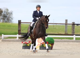 Deutsches Sportpferd, Stute, 10 Jahre, 160 cm, Brauner