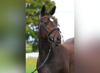 Deutsches Sportpferd, Stute, 10 Jahre, 160 cm, Brauner