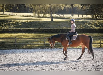 Deutsches Sportpferd, Stute, 10 Jahre, 160 cm, Brauner