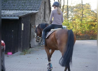 Deutsches Sportpferd, Stute, 10 Jahre, 160 cm, Brauner