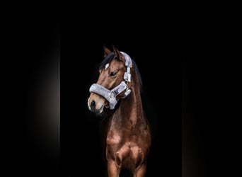 Deutsches Sportpferd, Stute, 10 Jahre, 160 cm, Brauner