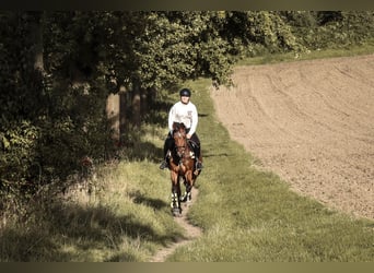 Deutsches Sportpferd, Stute, 10 Jahre, 160 cm, Brauner