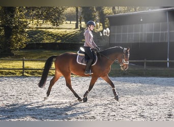 Deutsches Sportpferd, Stute, 10 Jahre, 160 cm, Brauner