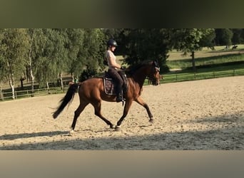 Deutsches Sportpferd, Stute, 10 Jahre, 160 cm, Brauner