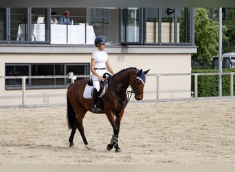 Deutsches Sportpferd, Stute, 10 Jahre, 160 cm, Brauner