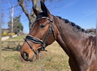 Deutsches Sportpferd, Stute, 10 Jahre, 160 cm, Brauner