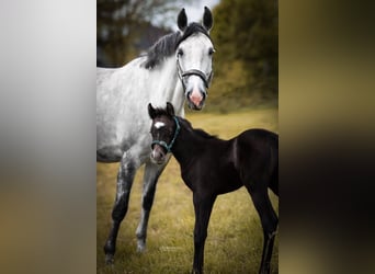Deutsches Sportpferd, Stute, 10 Jahre, 160 cm, Schimmel