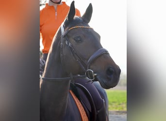 Deutsches Sportpferd, Stute, 10 Jahre, 162 cm, Dunkelbrauner