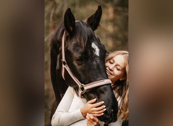 Deutsches Sportpferd, Stute, 10 Jahre, 162 cm, Rappe