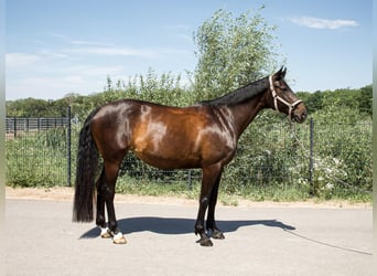 Deutsches Sportpferd, Stute, 10 Jahre, 164 cm, Dunkelbrauner