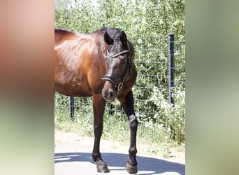 Deutsches Sportpferd, Stute, 10 Jahre, 164 cm, Dunkelbrauner