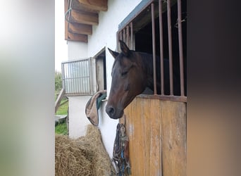 Deutsches Sportpferd, Stute, 10 Jahre, 164 cm, Dunkelbrauner