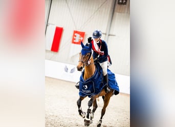 Deutsches Sportpferd, Stute, 10 Jahre, 165 cm, Brauner