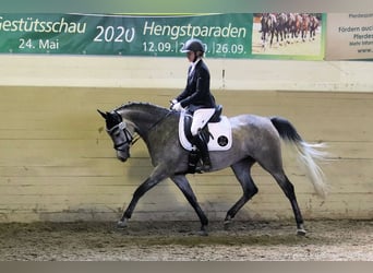 Deutsches Sportpferd, Stute, 10 Jahre, 165 cm, Schimmel