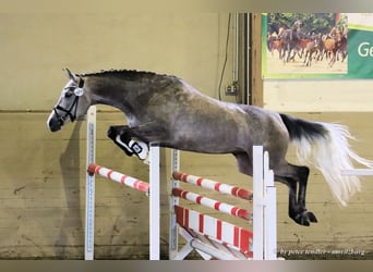 Deutsches Sportpferd, Stute, 10 Jahre, 165 cm, Schimmel