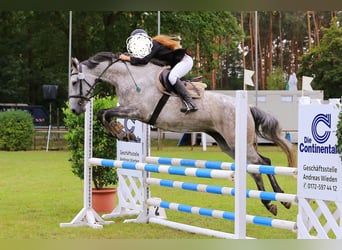 Deutsches Sportpferd, Stute, 10 Jahre, 165 cm, Schimmel
