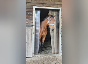Deutsches Sportpferd, Stute, 10 Jahre, 166 cm, Brauner