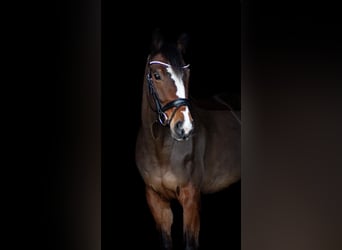 Deutsches Sportpferd, Stute, 10 Jahre, 166 cm, Brauner