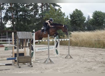 Deutsches Sportpferd, Stute, 10 Jahre, 166 cm, Brauner