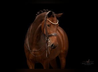 Deutsches Sportpferd, Stute, 10 Jahre, 167 cm, Brauner