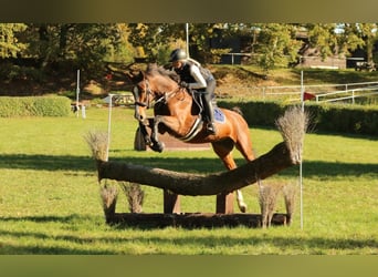 Deutsches Sportpferd, Stute, 10 Jahre, 167 cm, Brauner