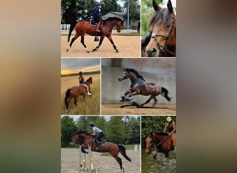 Deutsches Sportpferd, Stute, 10 Jahre, 167 cm, Brauner