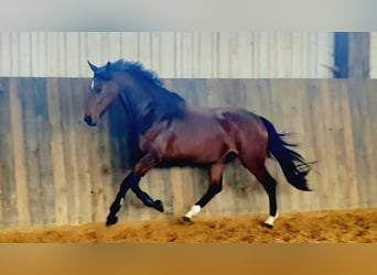 Deutsches Sportpferd, Stute, 10 Jahre, 167 cm, Brauner