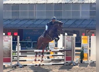 Deutsches Sportpferd, Stute, 10 Jahre, 167 cm, Brauner