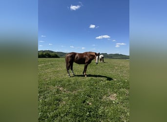 Deutsches Sportpferd, Stute, 10 Jahre, 167 cm, Dunkelfuchs