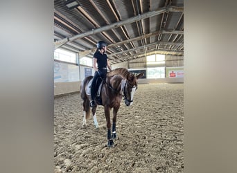 Deutsches Sportpferd, Stute, 10 Jahre, 167 cm, Dunkelfuchs