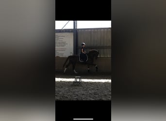Deutsches Sportpferd, Stute, 10 Jahre, 167 cm, Dunkelfuchs