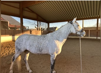 Deutsches Sportpferd, Stute, 10 Jahre, 167 cm, Fliegenschimmel
