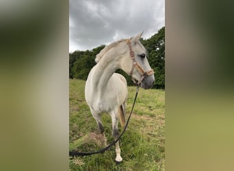 Deutsches Sportpferd, Stute, 10 Jahre, 168 cm, Apfelschimmel