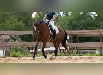 Deutsches Sportpferd, Stute, 10 Jahre, 168 cm, Brauner