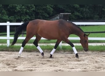 Deutsches Sportpferd, Stute, 10 Jahre, 169 cm, Brauner