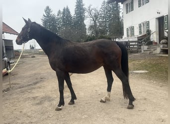 Deutsches Sportpferd, Stute, 10 Jahre, 169 cm, Brauner