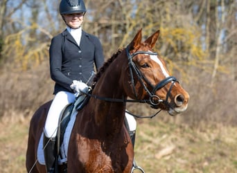 Deutsches Sportpferd, Stute, 10 Jahre, 169 cm, Fuchs