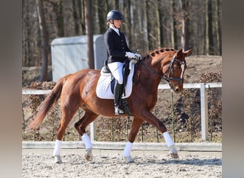 Deutsches Sportpferd, Stute, 10 Jahre, 169 cm, Fuchs