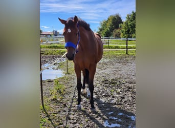 Deutsches Sportpferd, Stute, 10 Jahre, 170 cm, Brauner
