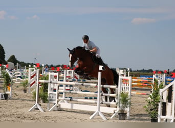 Deutsches Sportpferd, Stute, 10 Jahre, 170 cm, Brauner